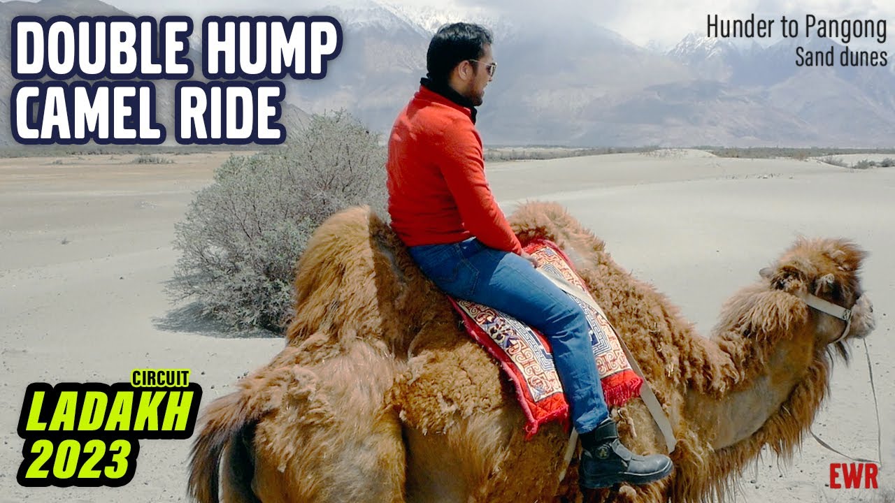 BIGGEST DOUBLE HUMP CAMEL RIDE, LADAKH | Hunder Sand Dunes |  Ladakh Circuit Ep 8