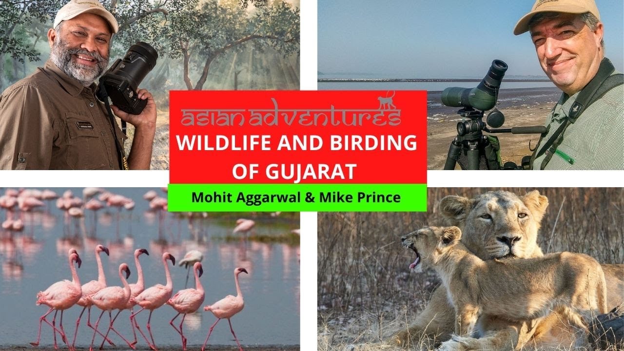 Nuances Of Bird Watching In Gujarat With Mohit Aggarwal And Mike Prince
