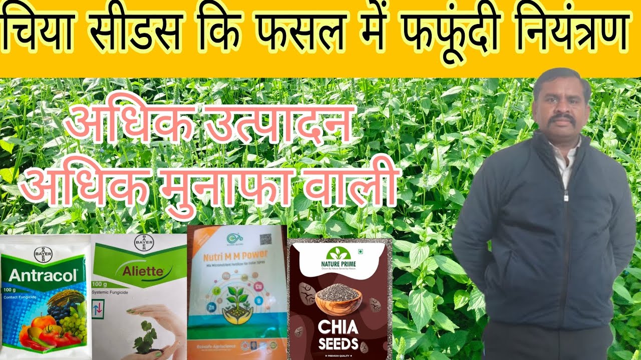 चिया सीड्स की खेती से किसान को अधिक लाभ और अधिक उत्पादन देने वाली मुख्य फसल में एक मात्र फसल #kheti 