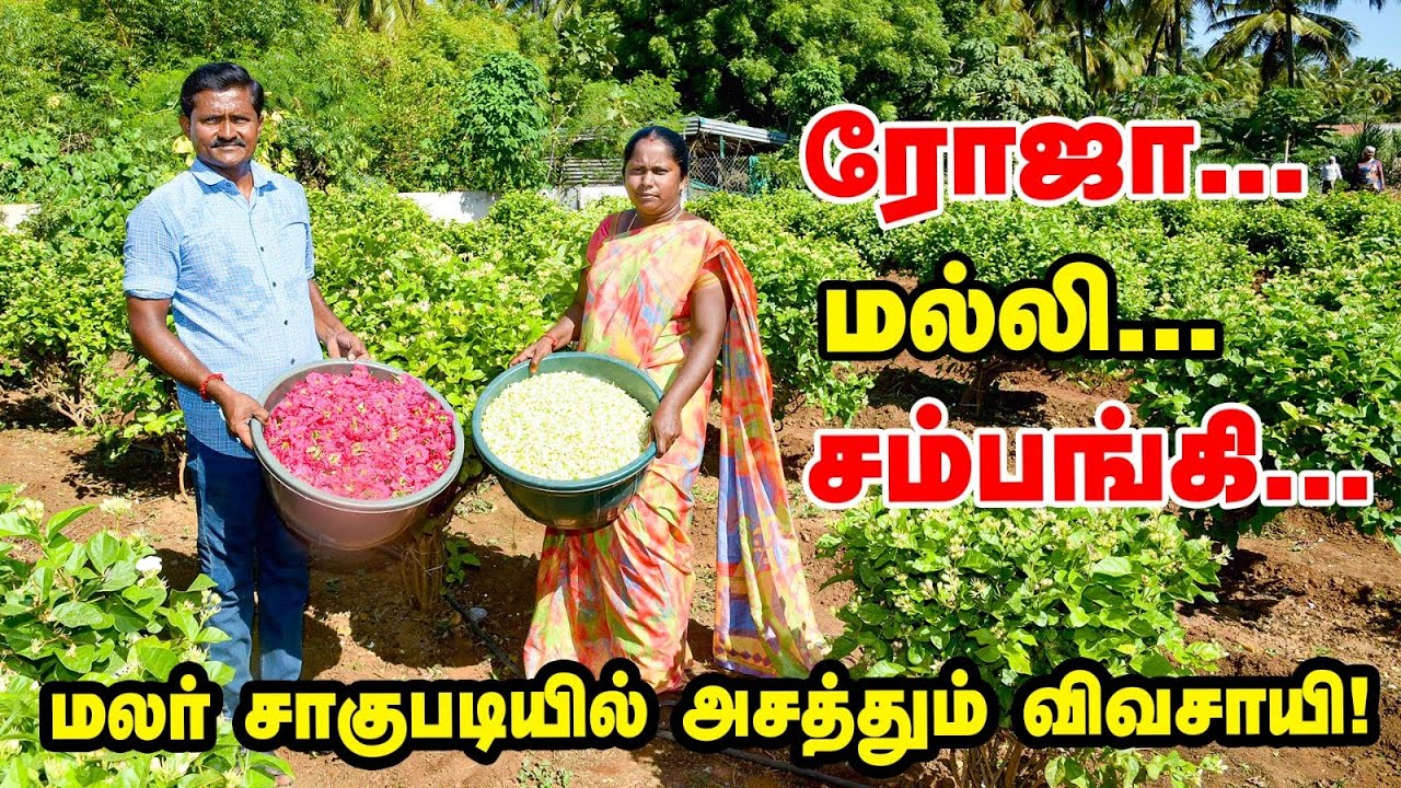 ரோஜா, மல்லி, சம்பங்கி... தோட்டத்துக்கே வந்து வாங்கிக்கறாங்க | How To Organic Flower Farming