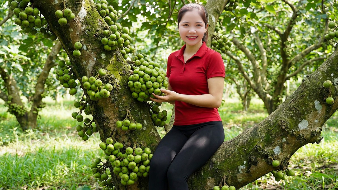 Harvesting 1000 + Giant Panachee Fig Goes To Market Sell, Selling Sung Muối Xổi – Quick-Pickled Figs