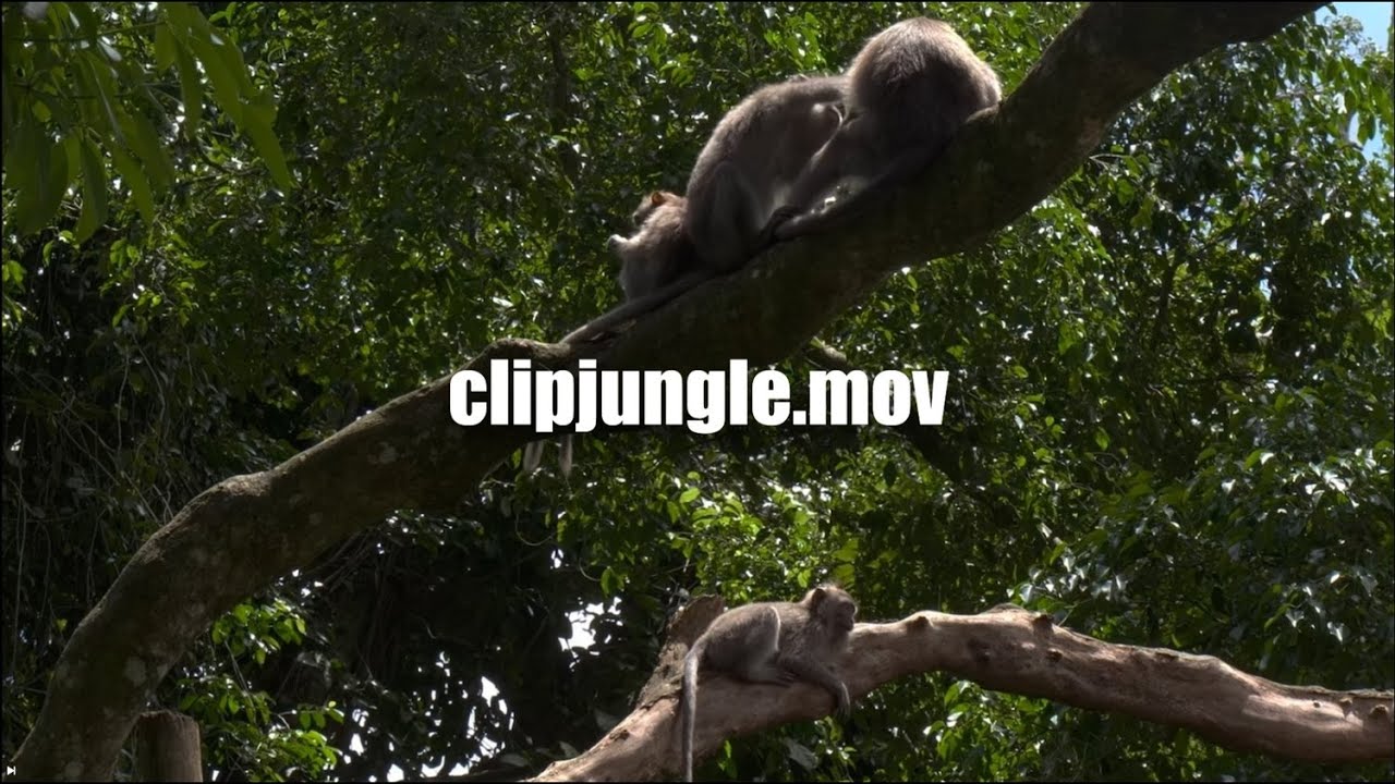 clipjungle.mov