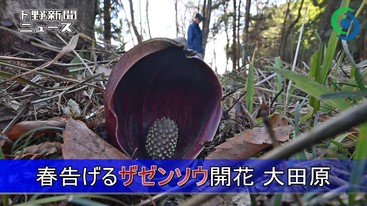 春告げるザゼンソウ開花 大田原