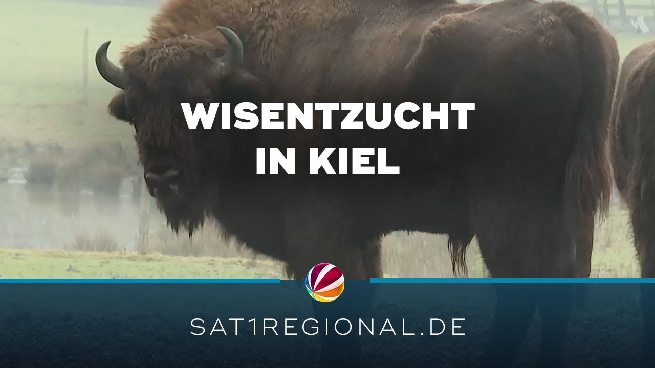 Wisentzucht in Kiel: Arterhaltung einer „potenziell gefährdeten“ Tierart