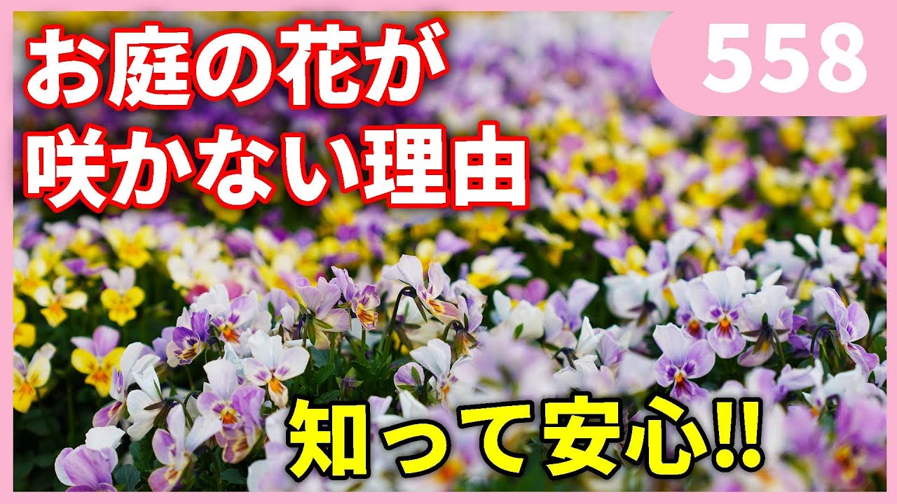 【知って納得‼】お庭の花が咲かない理由 ｂｙ園芸チャンネル 558 園芸 ガーデニング 初心者