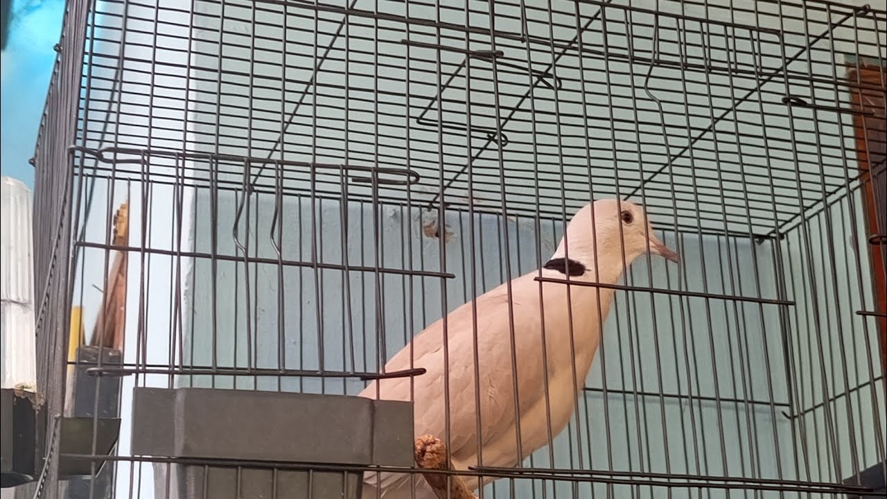 Pengaturan kandang burung puter