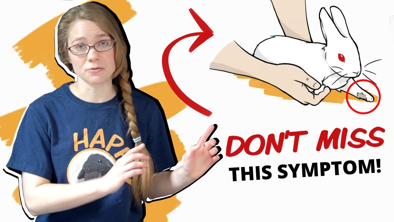 Snuffles in rabbits: Symptoms of the Rabbit Cold