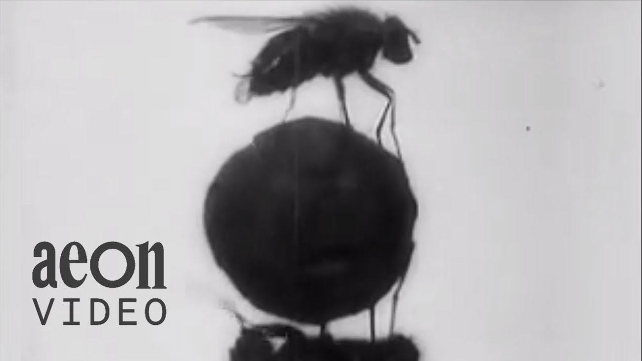 The Acrobatic Fly: A peculiar 1910 film classic