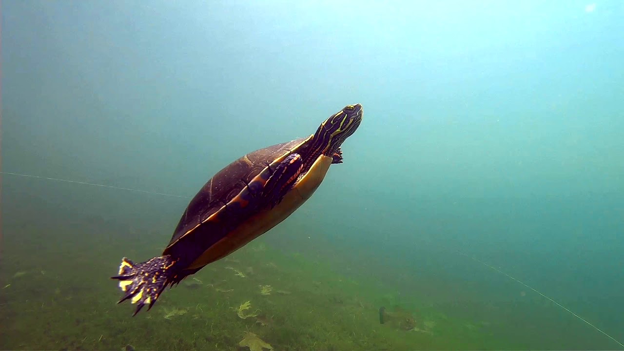 Scuba Diving in Bolger Lake, Oneida County, WI