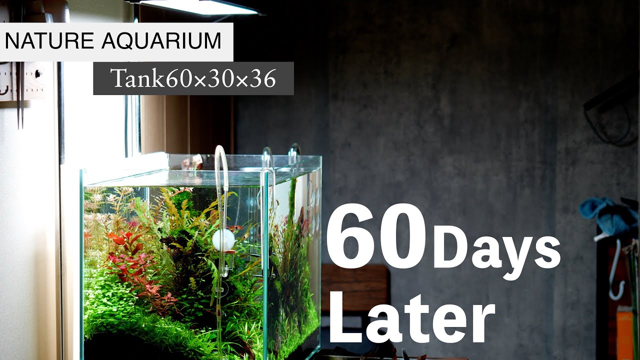 前景草から後景草まで15種類の水草をふんだんに詰め込んだ60cm水草水槽の60日後【トリミング】#aquarium #ネイチャーアクアリウム #熱帯魚 #ada #アクアリウム