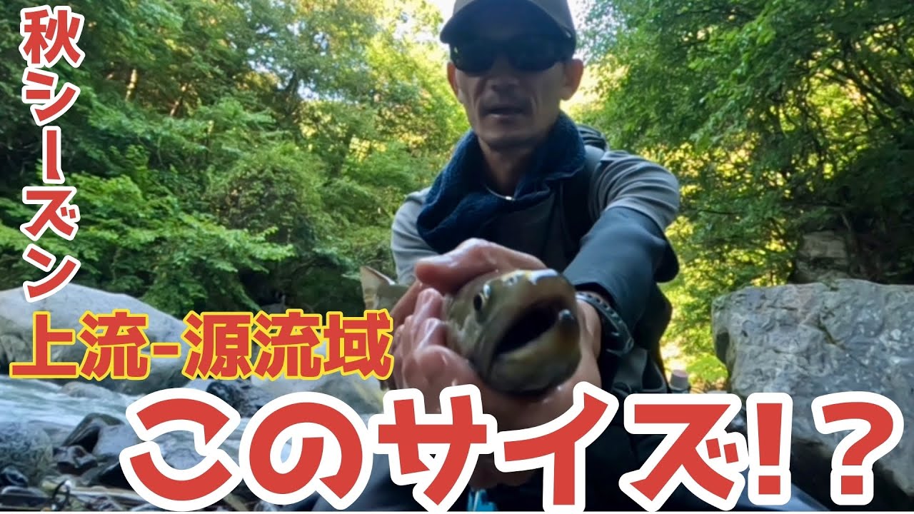 上流-源流域で まさかの尺岩魚連チャン!?-大岩魚を釣り上げろ‼️2024年 秋 最終釣行  【渓流ルアー】#渓流ルアー  #渓流釣り
