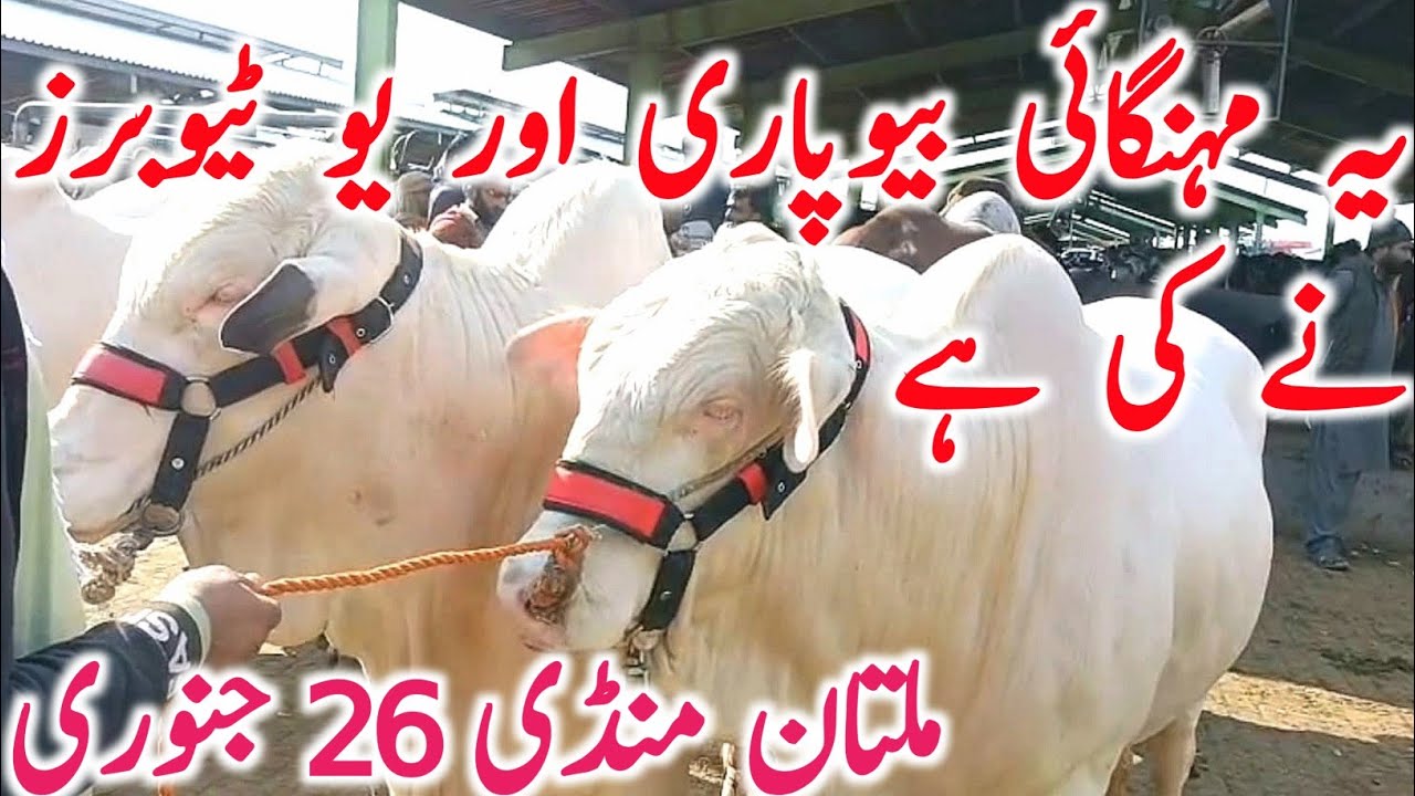 Today Multan Cow Mandi 2026 | Cholistani Sahiwal & Brahman Cows | Global Village Farming