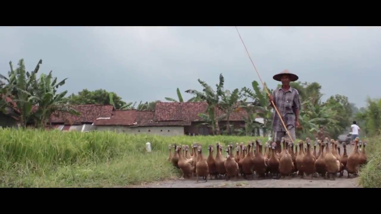 IKSAN SKUTER - SHANKARA