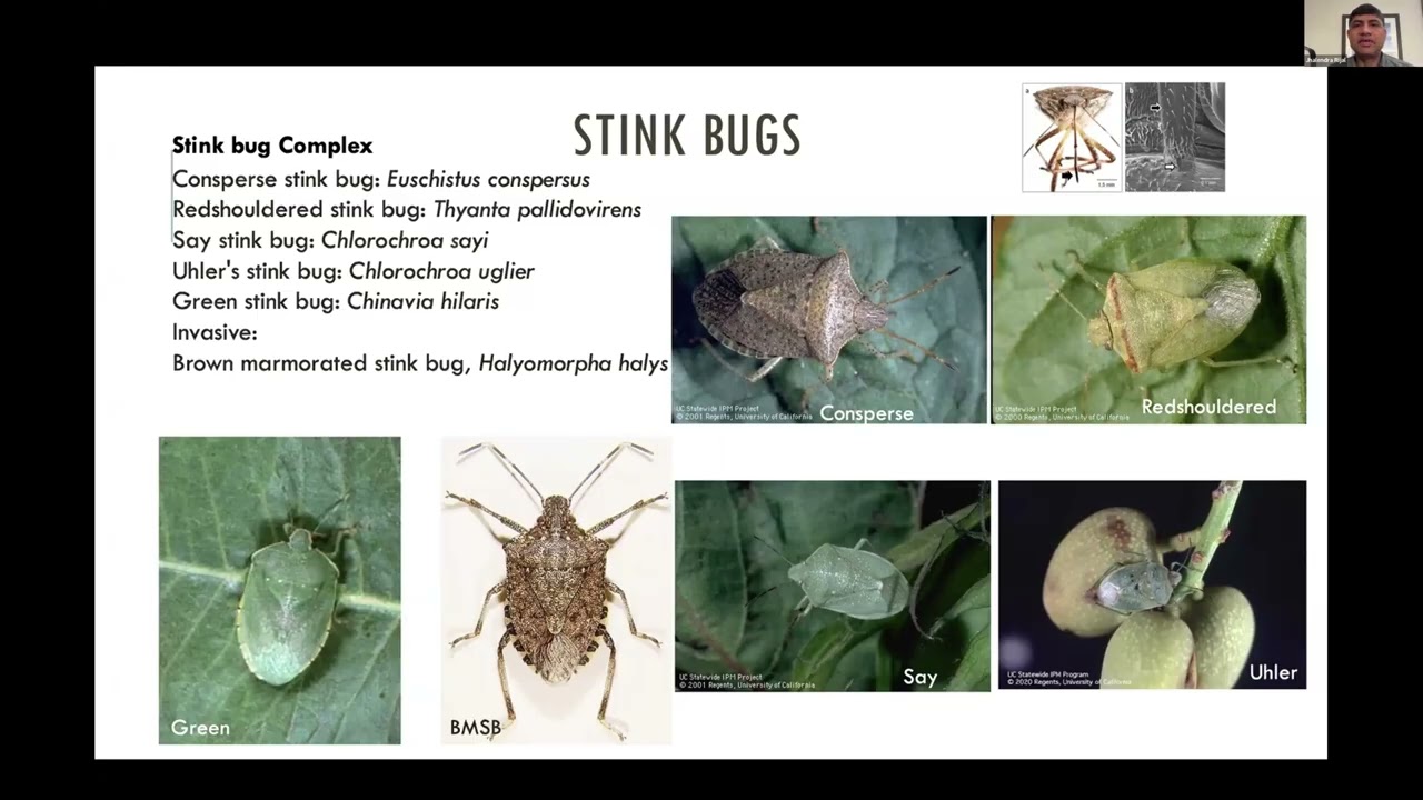 Integrated Insect Pest Managementin Orchard Crops