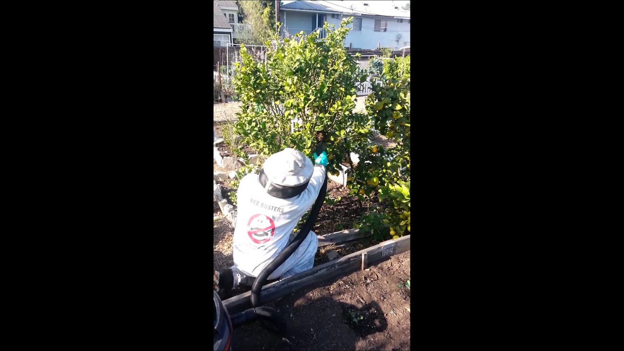 Costa Mesa bee removal. - 949-497-6264