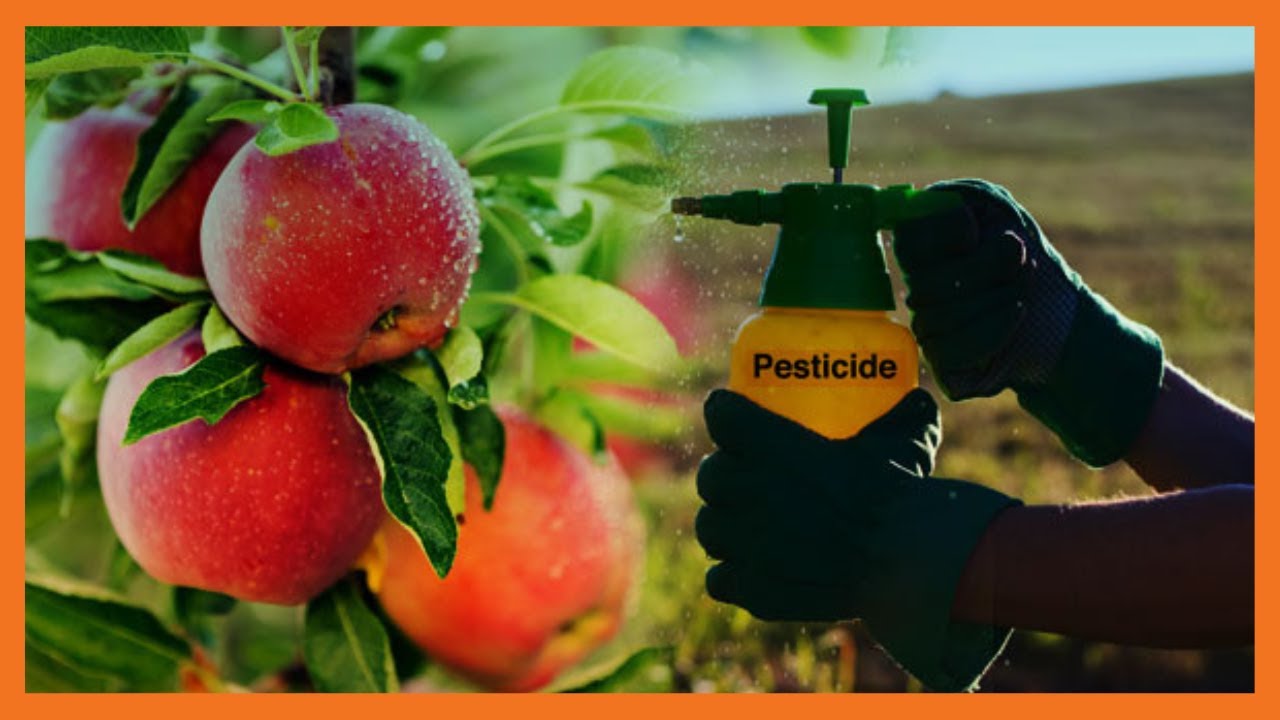 | KENYA'S GOLD | Using Bio-pesticides [Part 2]