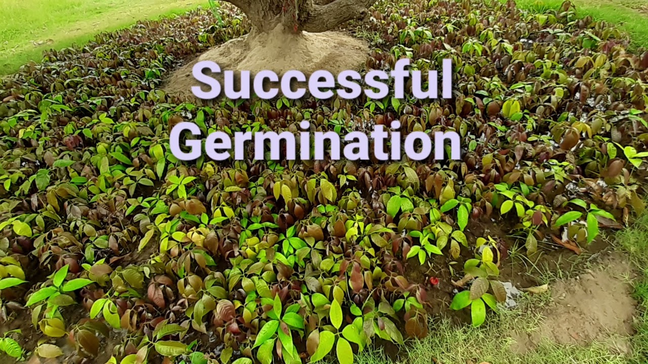 How to Prepare Mango Plant Nursery, Easy steps.