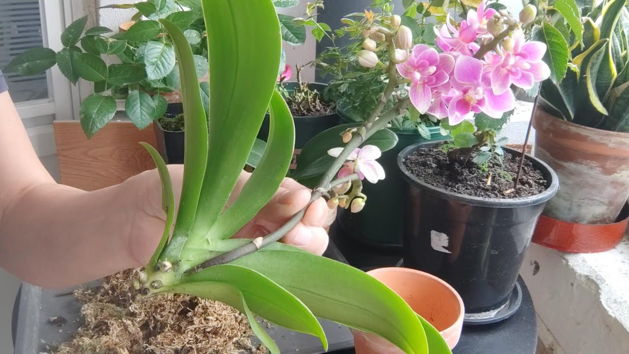 蝴蝶蘭水培前準備 健康氣根被我剪光 沒根能活嗎? #orchids​ #蘭花 #蝴蝶蘭爛根 #蘭花水培