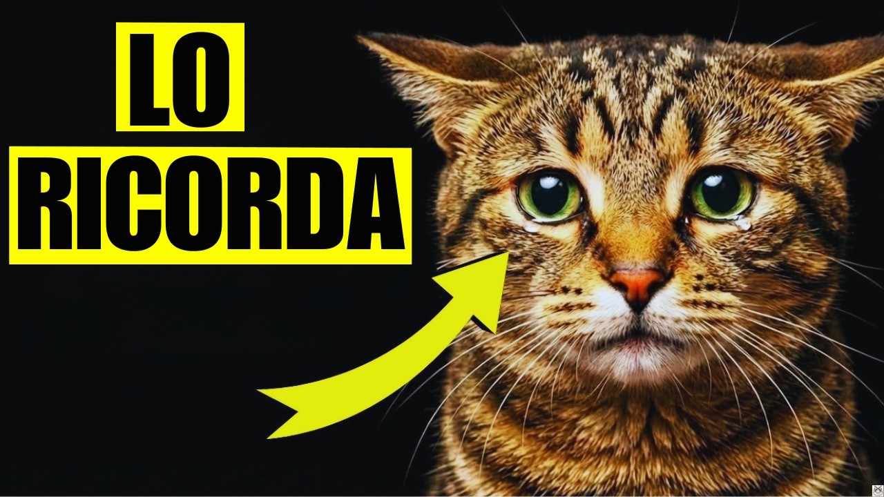 Segreti, Errori e Segnali del Tuo Gatto: Scoprili Tutti Ora!