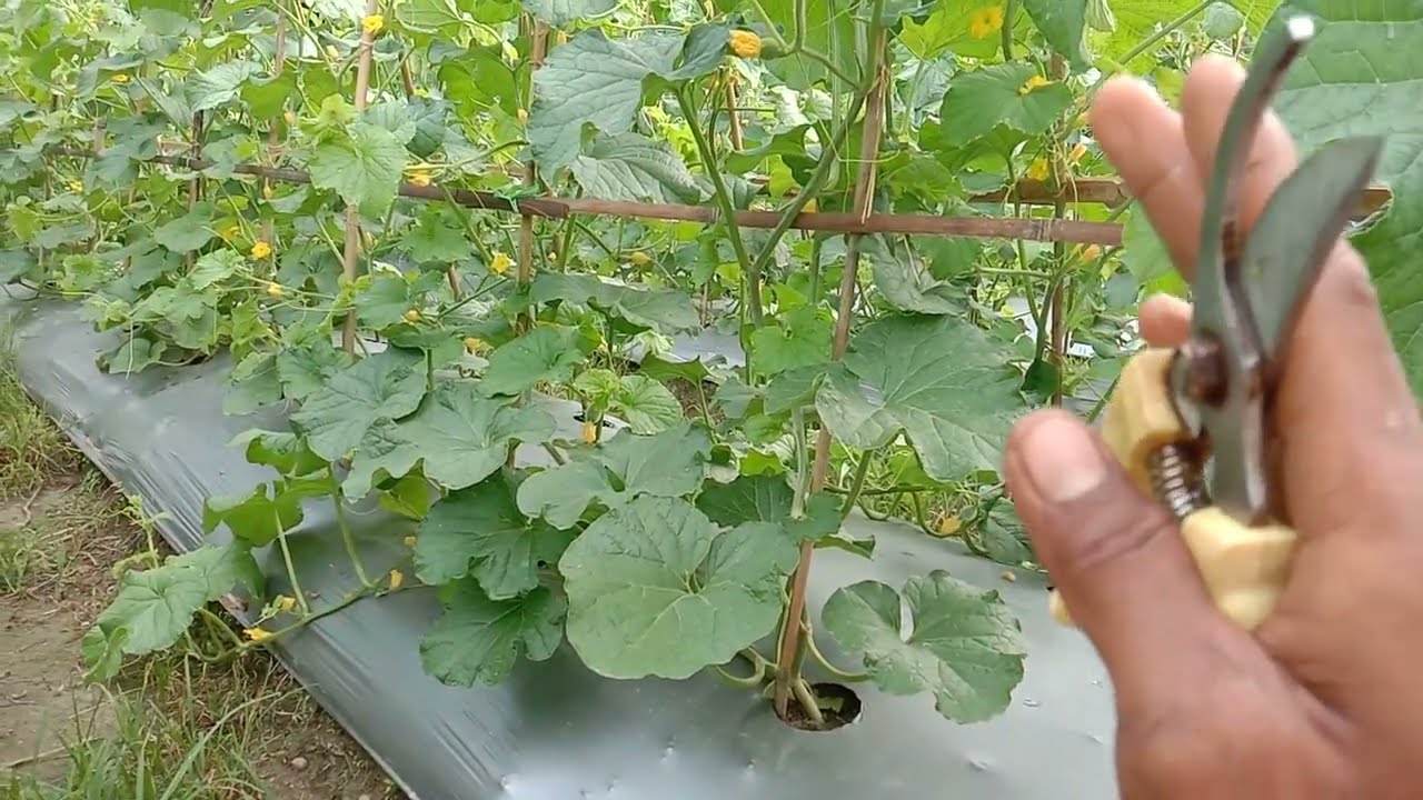 pemangkasan/sortir buah melon [ penting agar buah melon besar sempurna ]