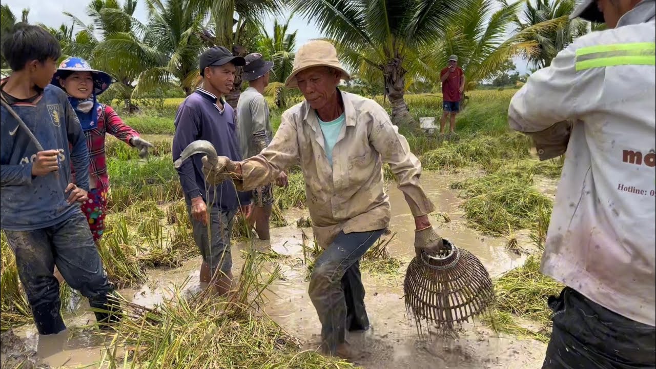 Đem theo cái Nơm thì cá hết đường chạy cá nướng sa tế Săn bắt mùa gặt lúa VSĐ # 476