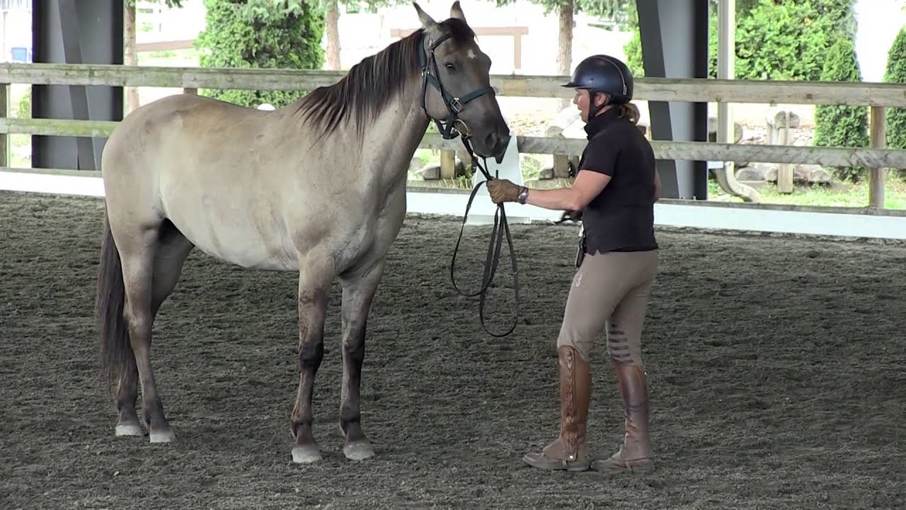 Jody Hartstone - Using Equitation Science in Starting Young Horses