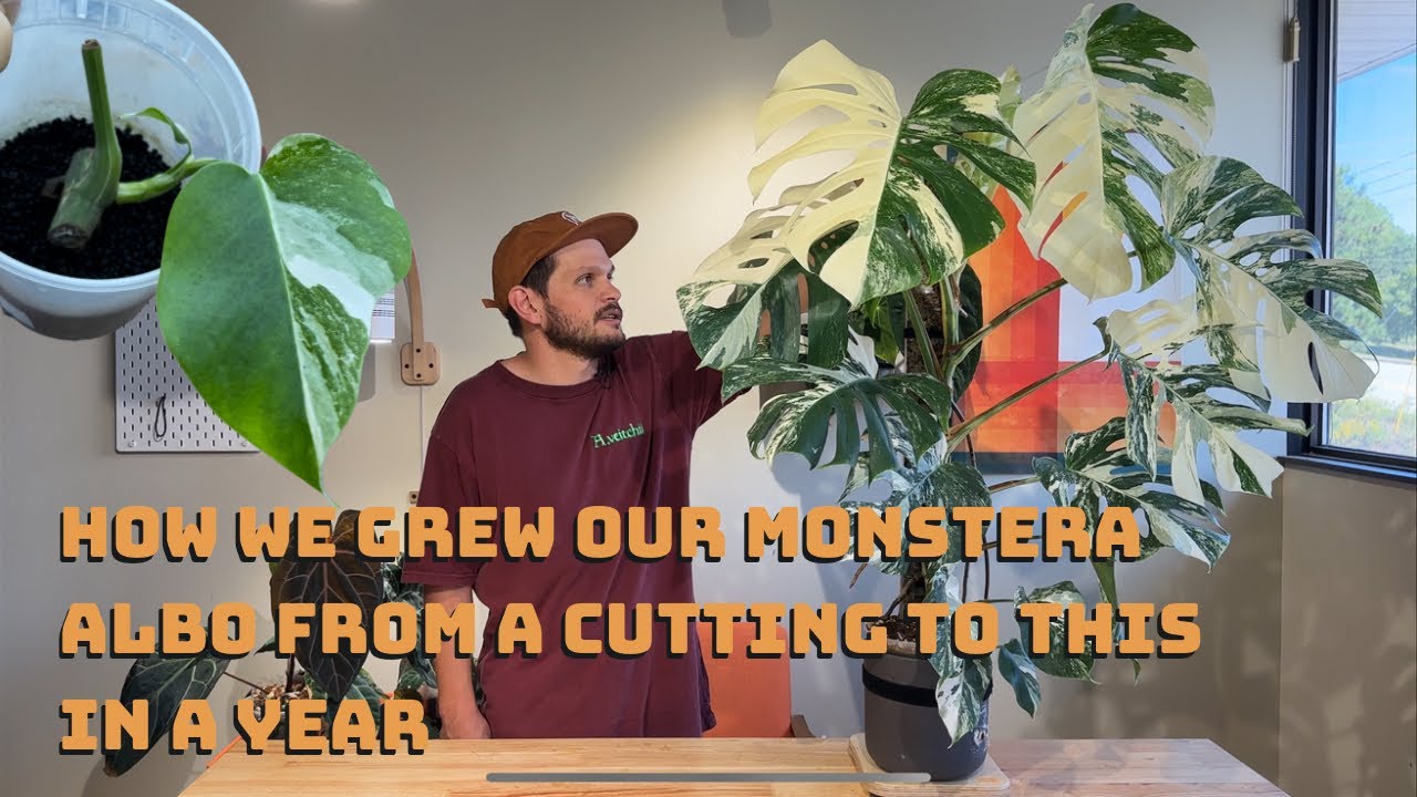 How we Grew our Monstera Albo from a Cutting to this in a Year