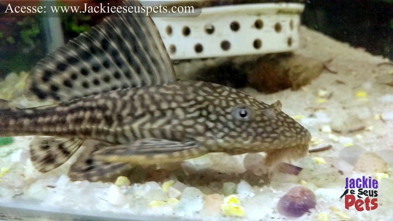 Peixe Cascudo no aqu&aacute;rio de +150 litros