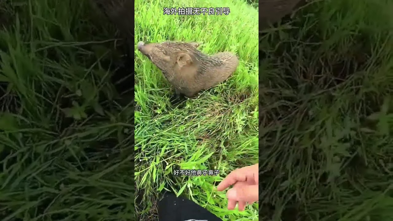 Join Me on a Day Out with My Brother, Peppa - Overseas Adventure