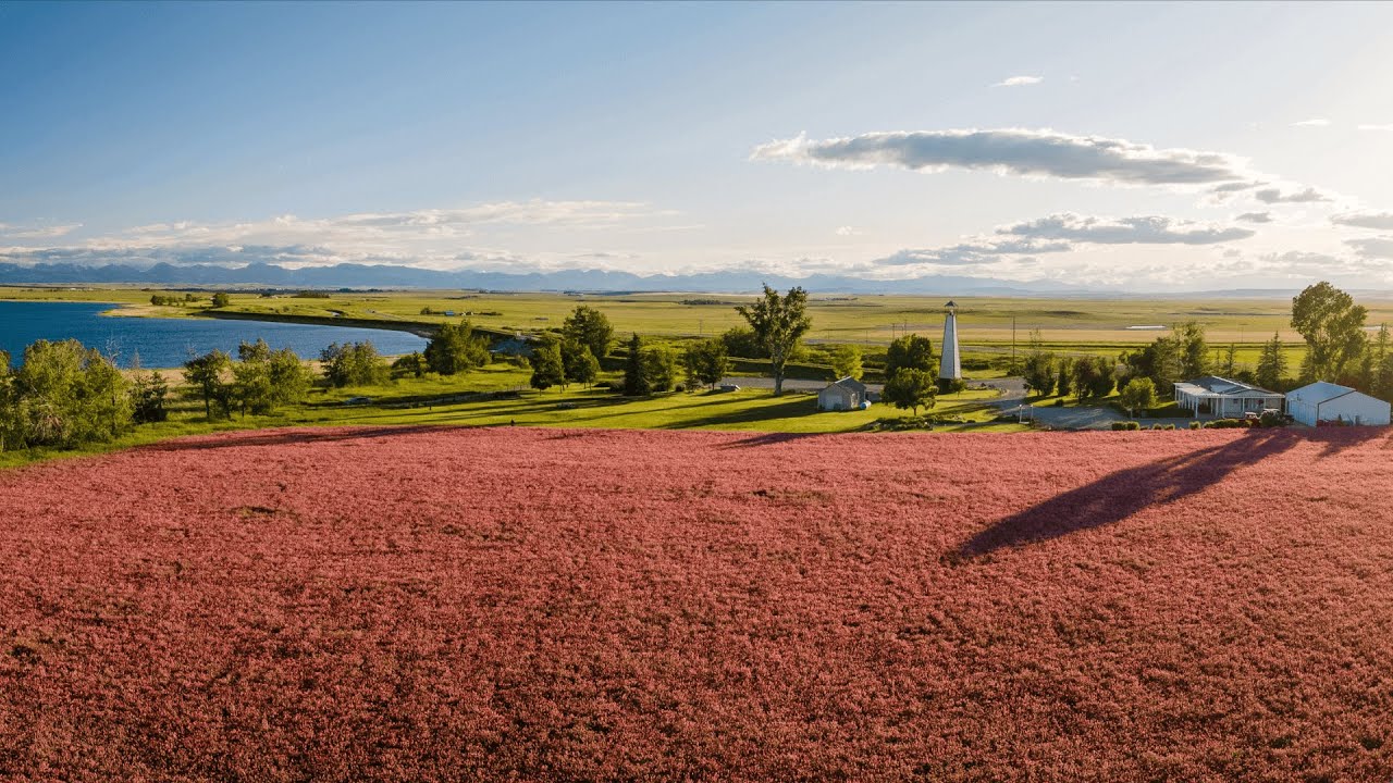 Sainfoin | A Grower's Point Of View (Part 2)