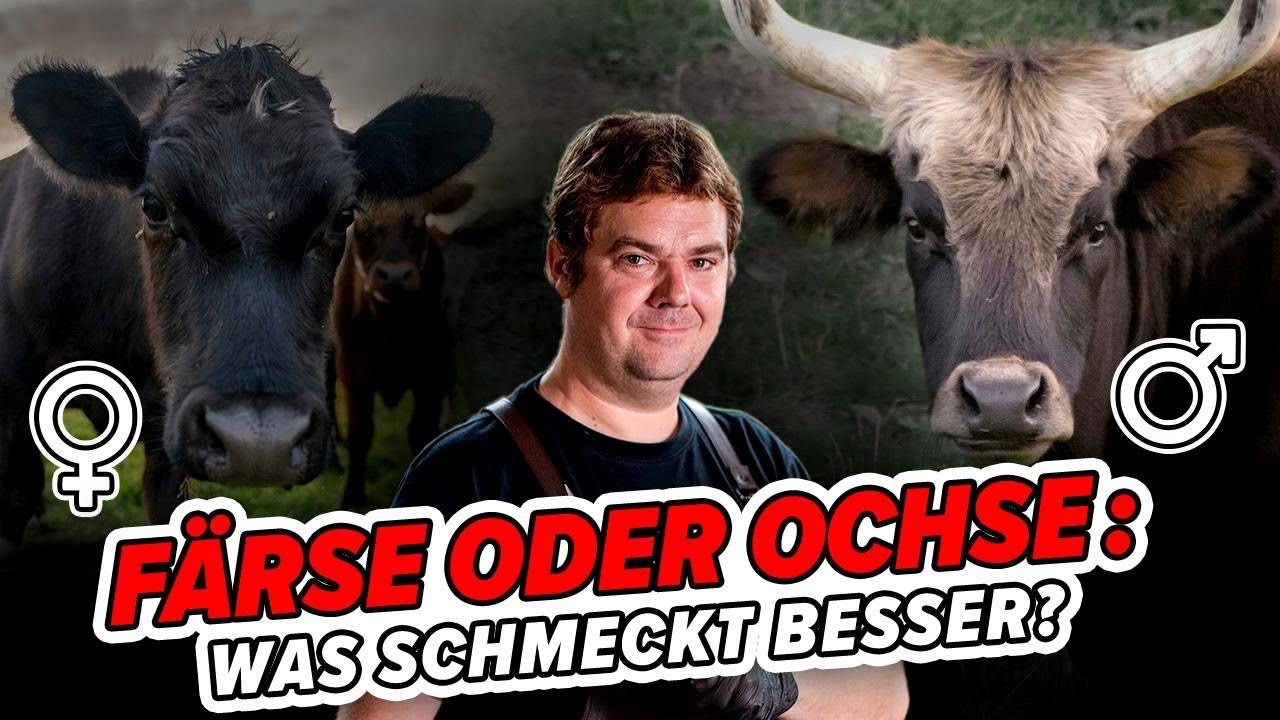Ochse oder Färse: Was schmeckt besser?