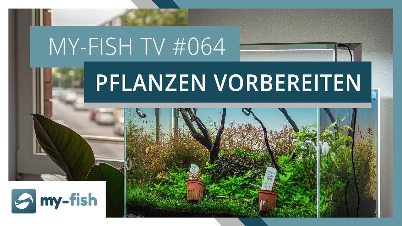 Aquarienpflanzen richtig vorbereiten | my-fish TV #064