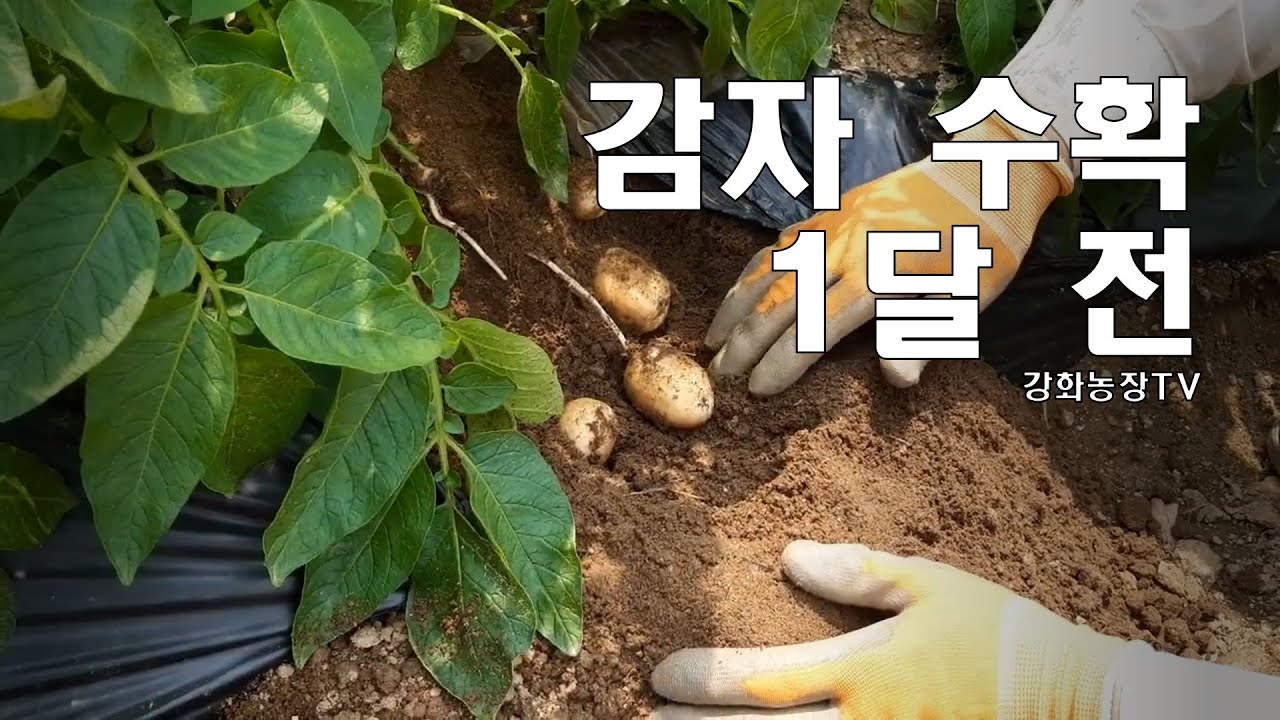 감자재배 수확 1개월 전 할 일