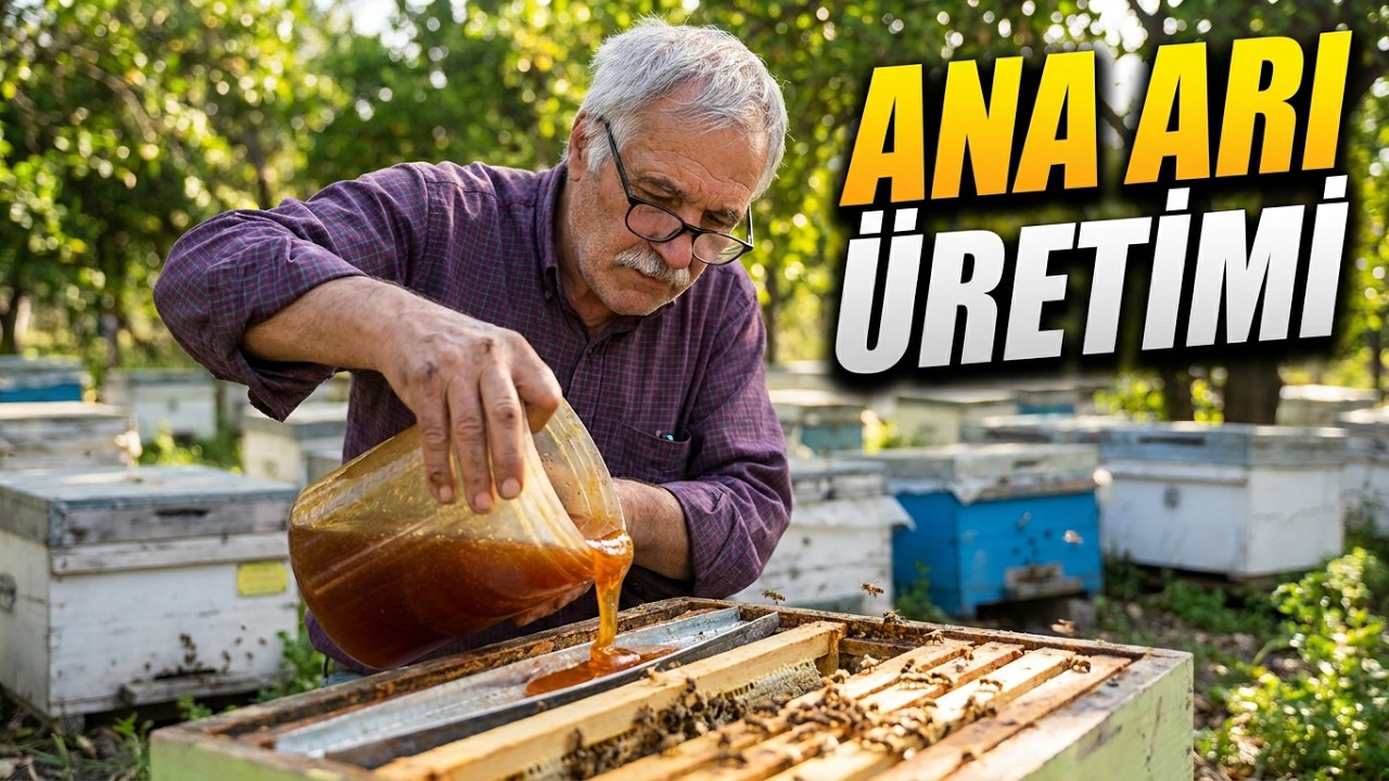 Bahar Arı Bakımı 🐝 Ana Arı Üretimi ve Şerbet Verme | Arıcılık Tüyoları