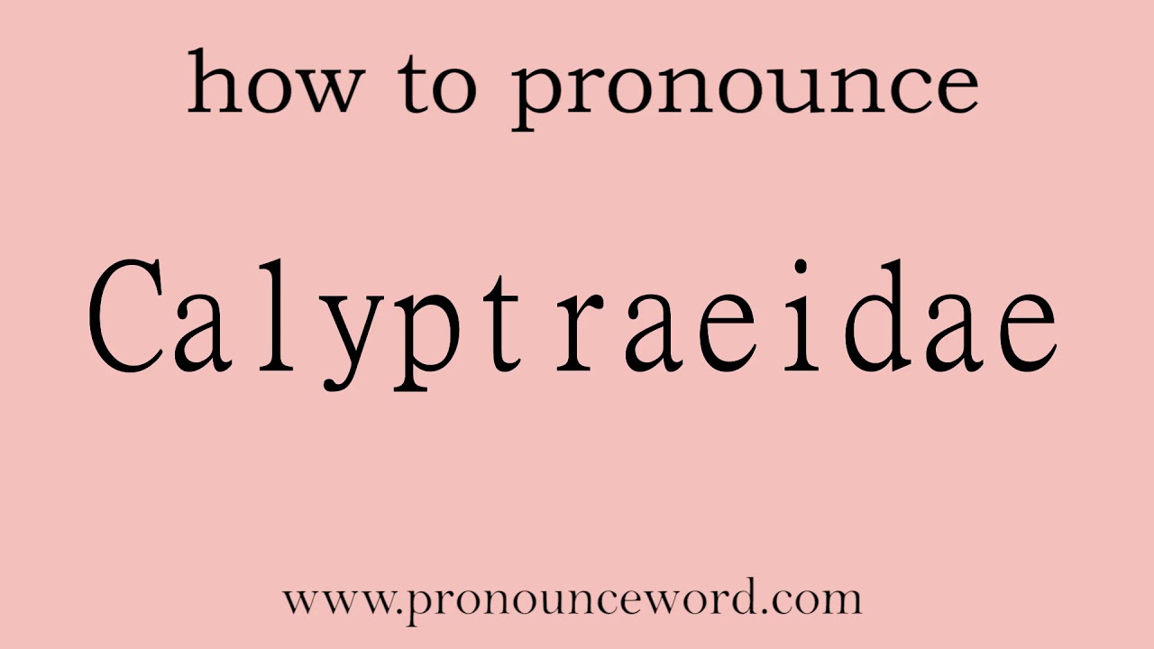Calyptraeidae. How to pronounce the english word Calyptraeidae .Start with C. Learn from me.