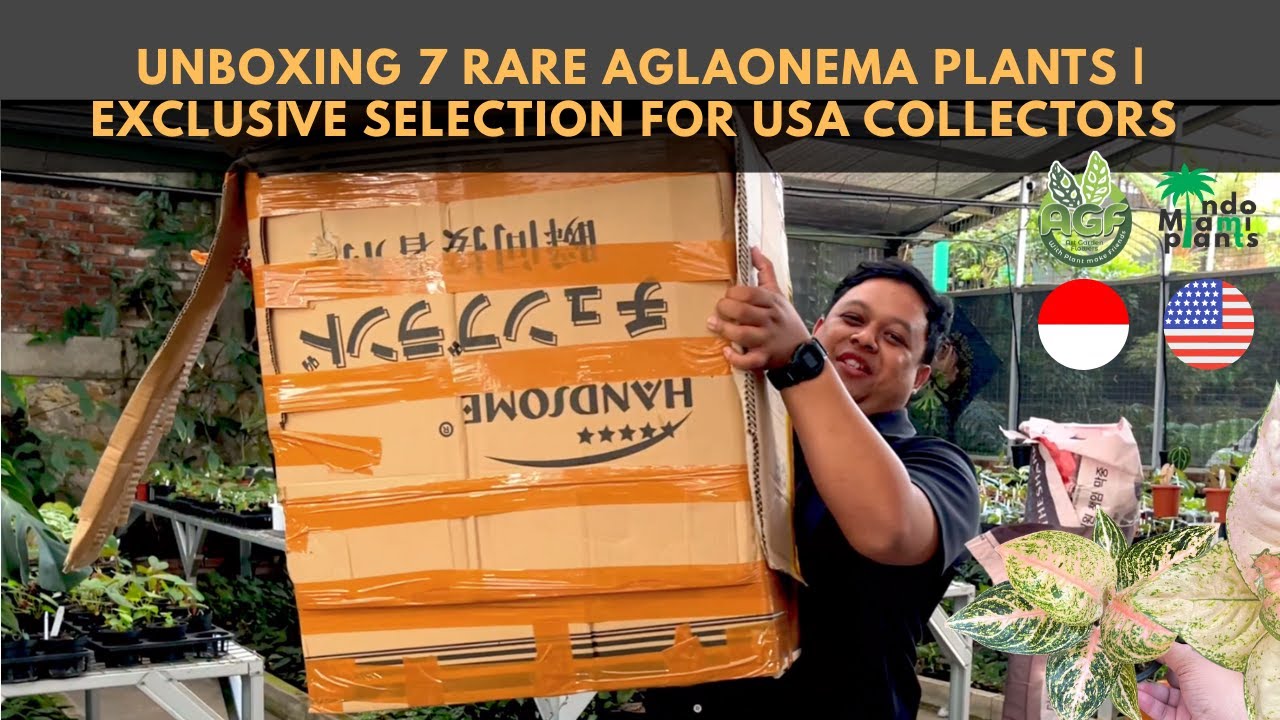 Unboxing 7 Rare Aglaonema Plants | Exclusive Selection for USA Collectors
