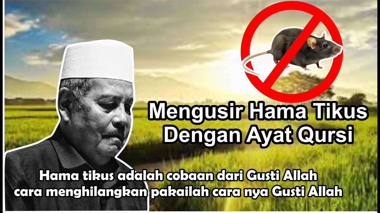 Mengusir hama tikus dengan Ayat Qursi oleh KH. Abdul Ghofur