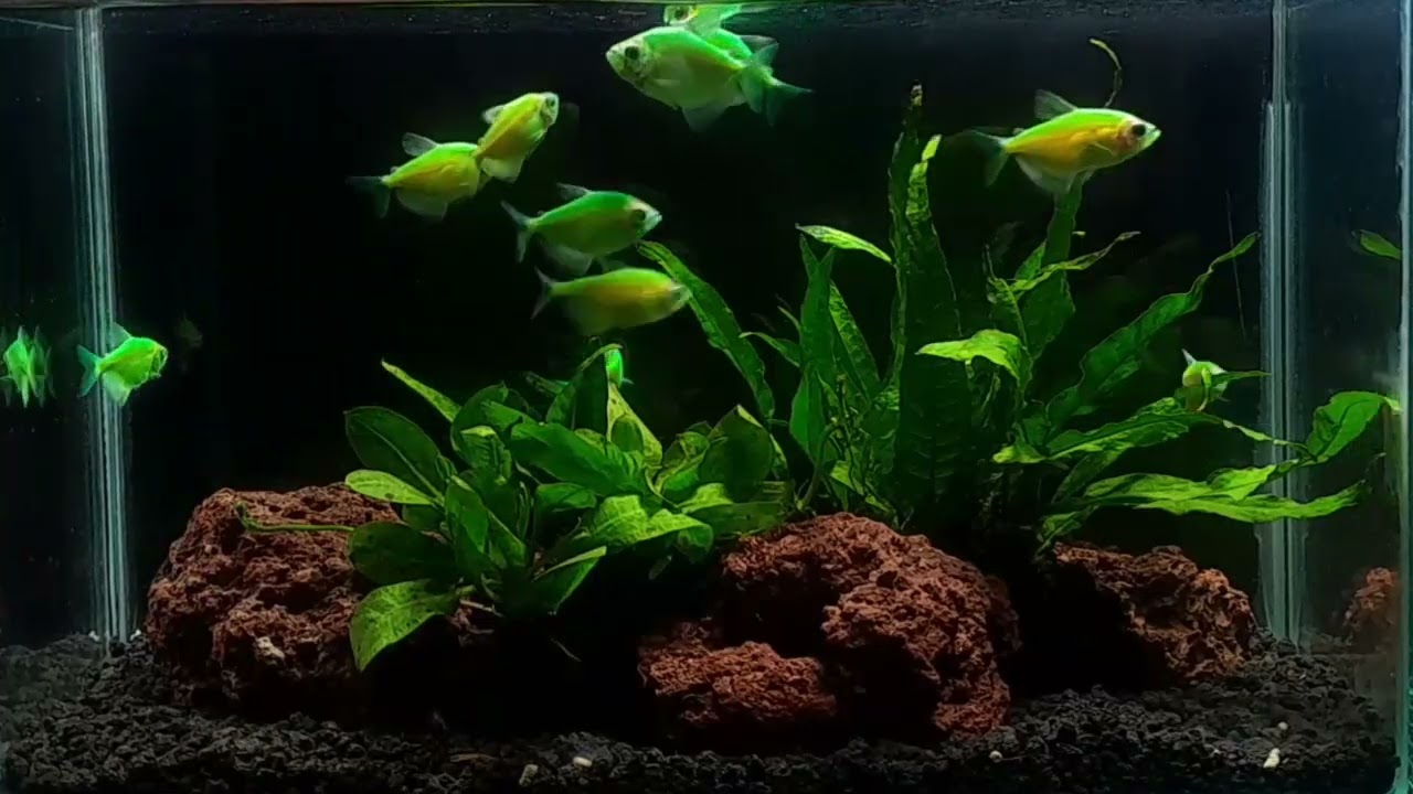 1 Hour of Green GloFish Swimming in Aquascape with Soft Music | Relaxing Video for Sleep & Focus
