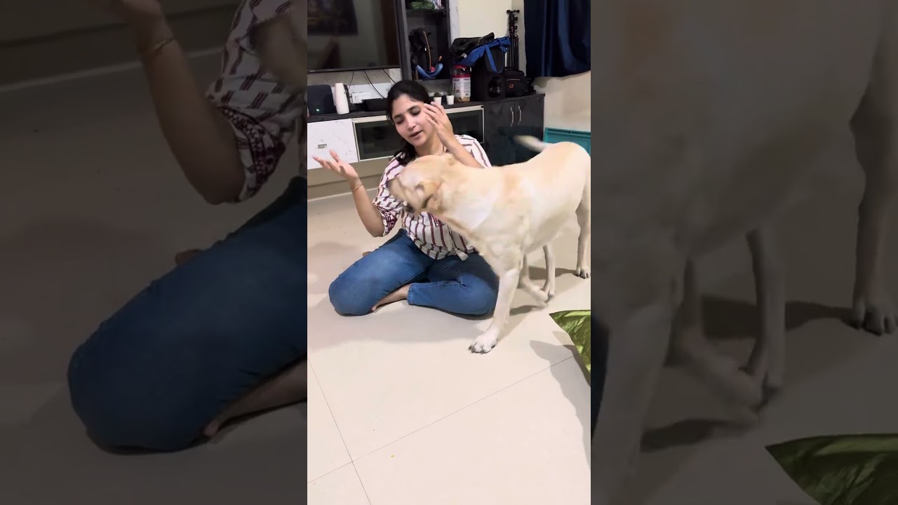 bheema కి అమ్మ కంటే chickenstick ఎక్కువ అయిపోయింది 😭😭#bheema #labrador #dogowner