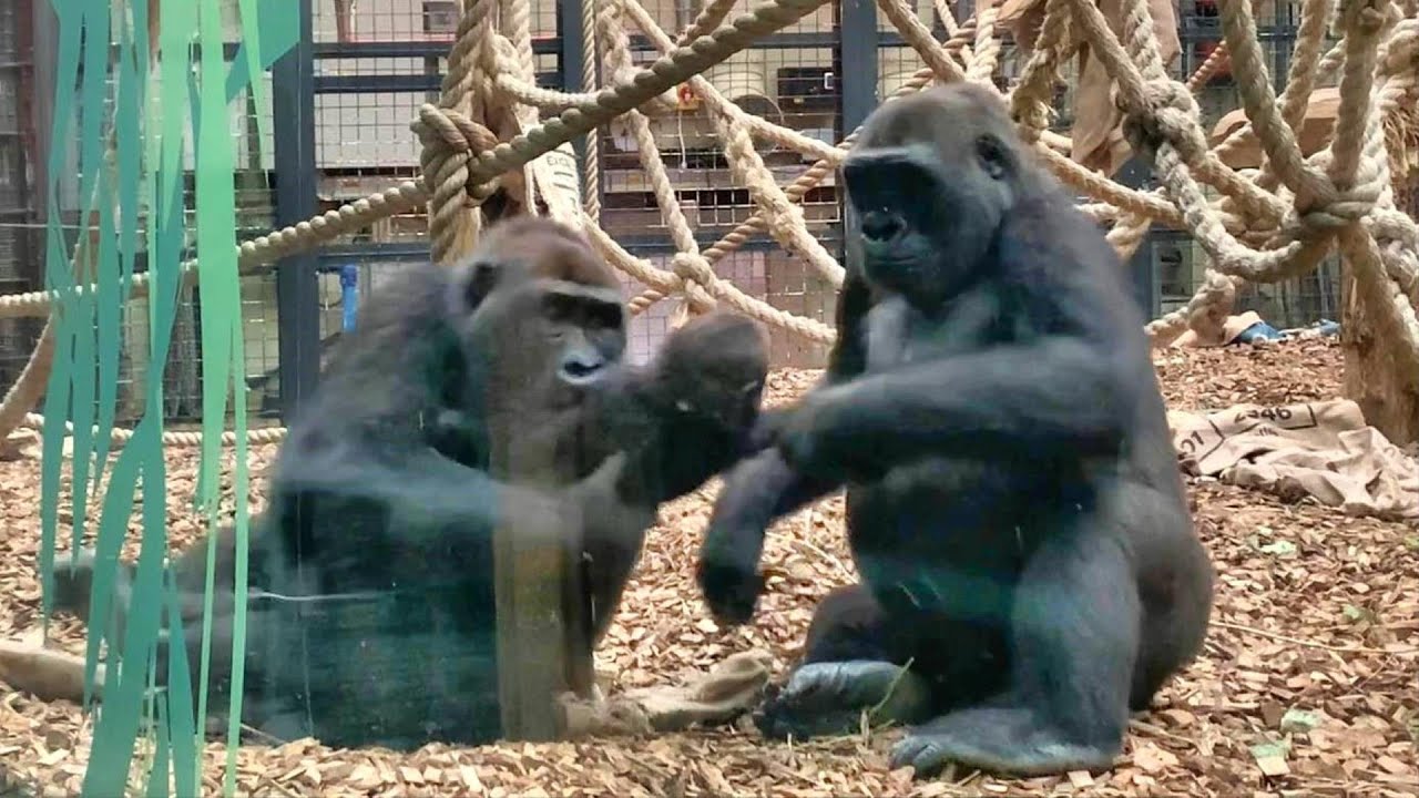 London Zoo Gorillas - Gernot takes Venus, Effie & Alika Pursue him - Kiburi's Troop