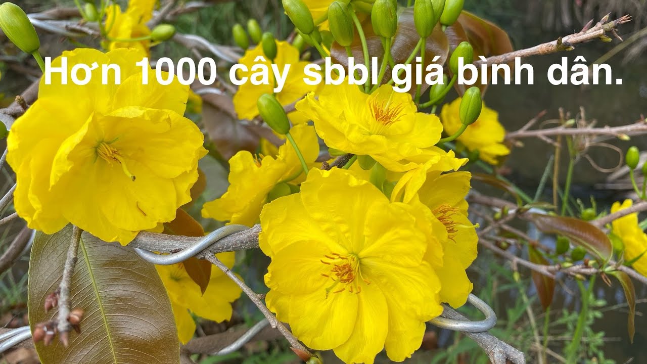Hơn 1000 cây Sbbl bán tết mời ghé lựa.