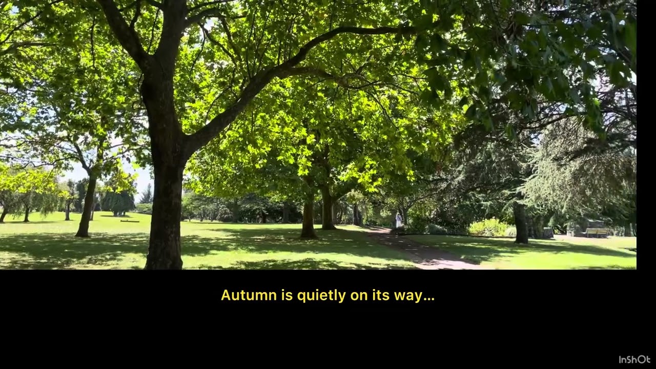 The Sound of Late Summer &ndash; Cicadas Singing in New Zealand I Calm Moments 🌿
