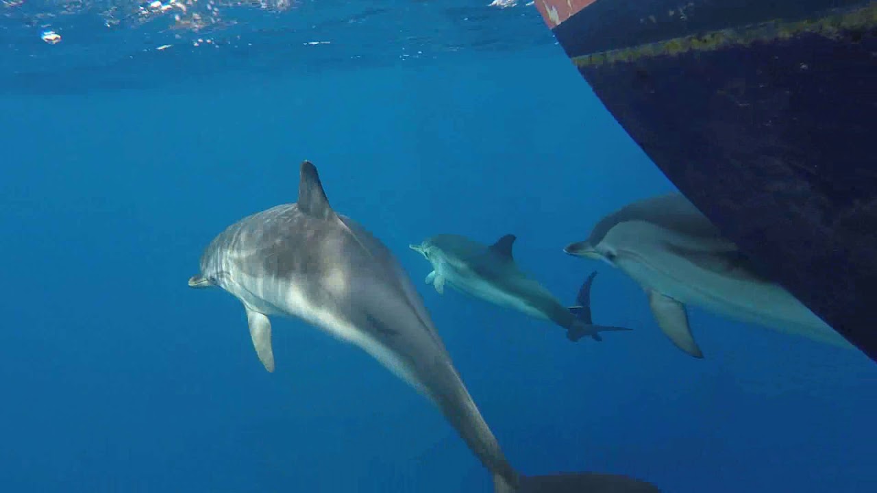 DELFINES CON EL VELERO MUSIKANA EN CABO DE PALOS