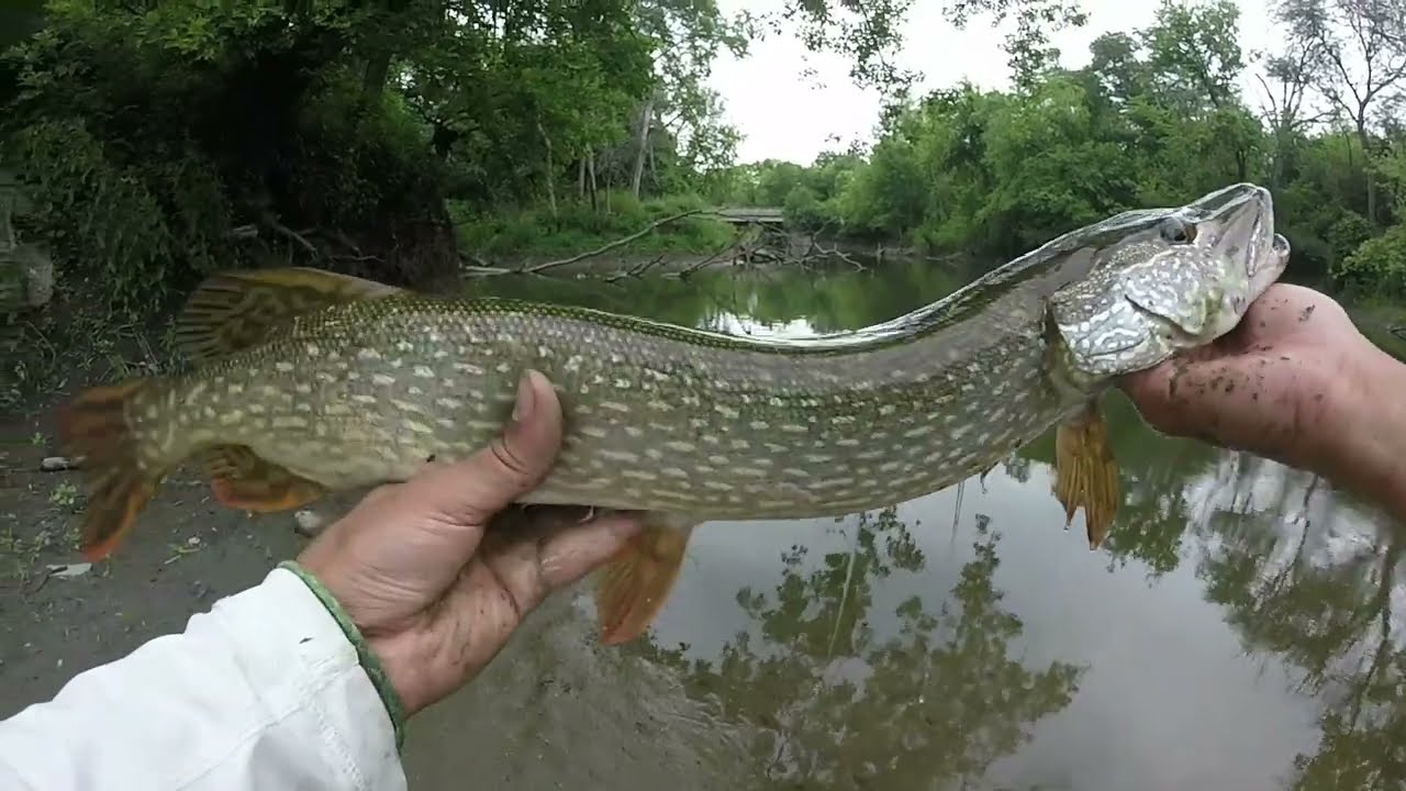 FISHING the Des Plaines River for Northern PIKE, Walleye, and BASS!!!