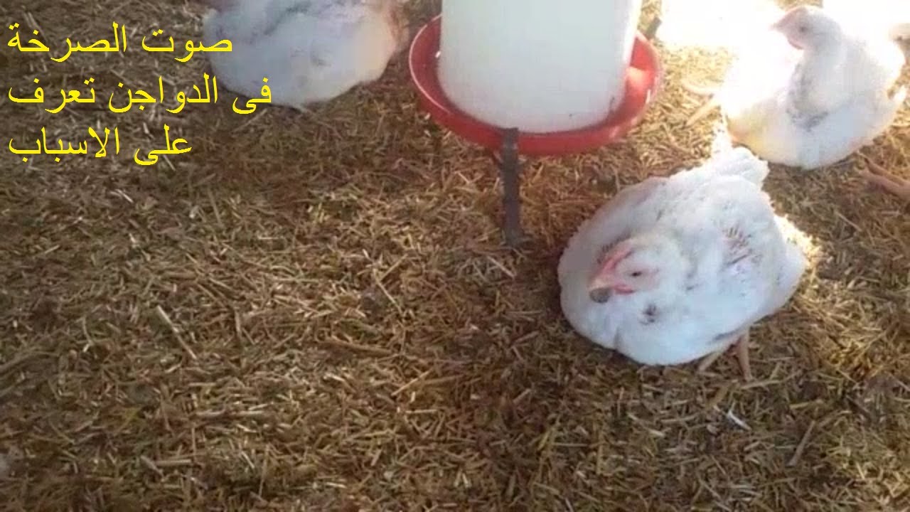 تعرف على صرخة الدواجن واسبابها وعلاجها بكل سهولة
