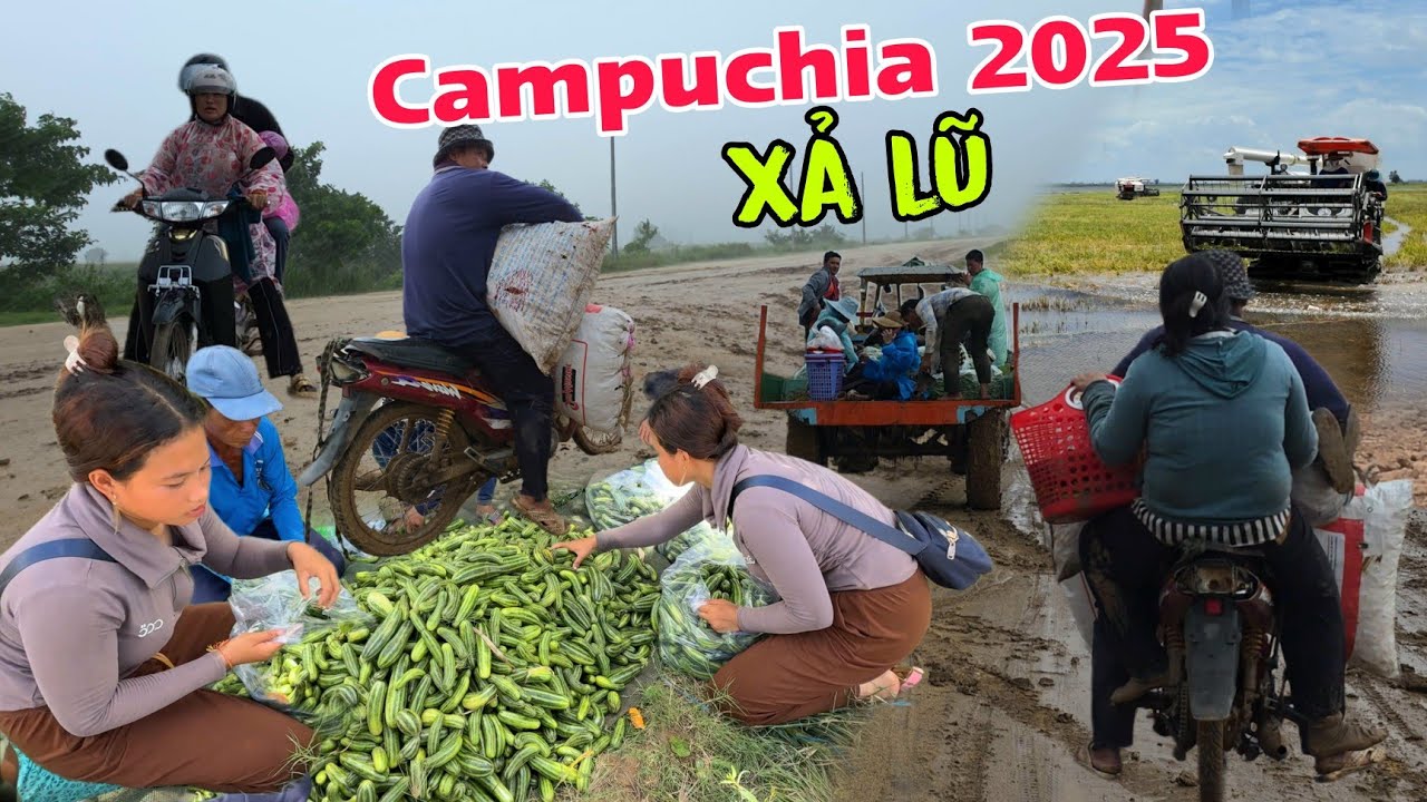 Qua Campuchia XẢ LŨ MƯA dữ dội - Cuộc sống người Việt bên đất Campuchia mùa nước lên 2025