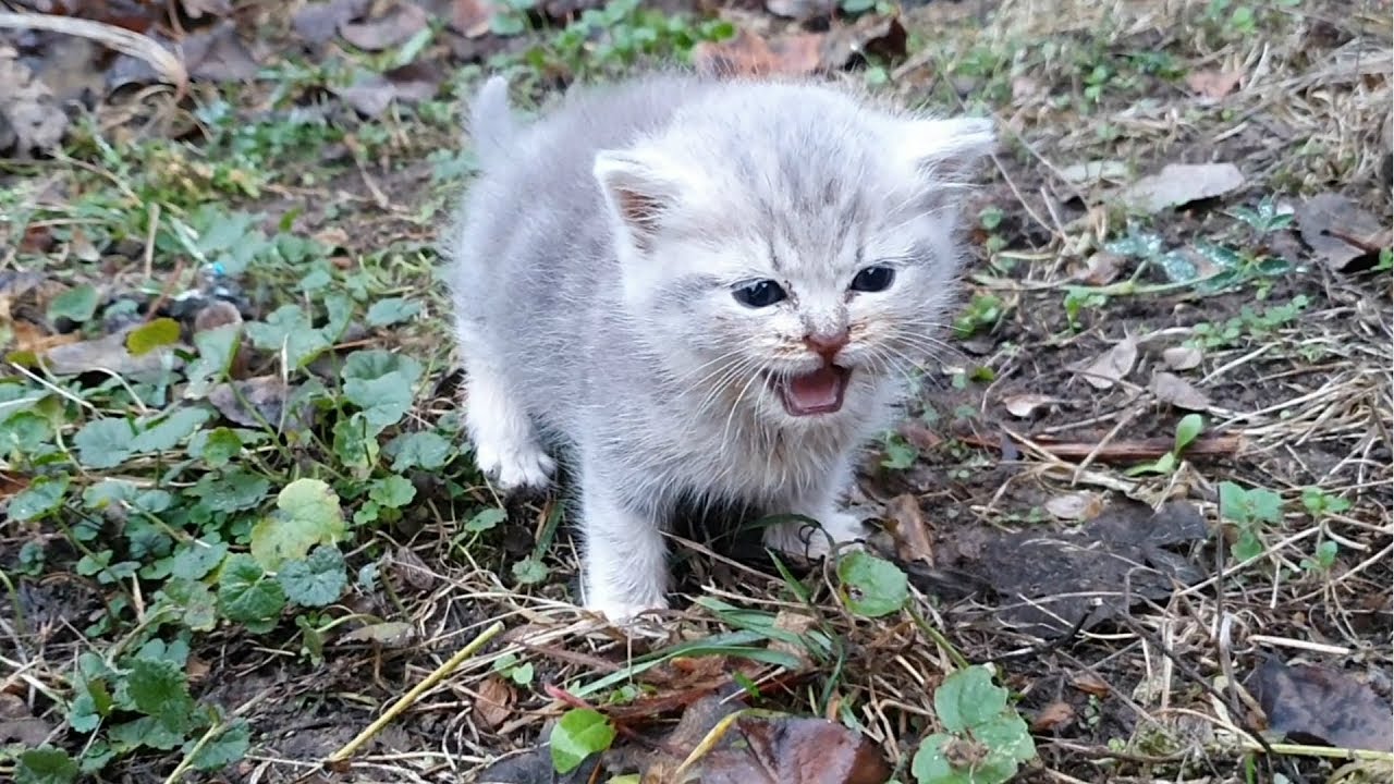 Feeding and warming a weak street kitten