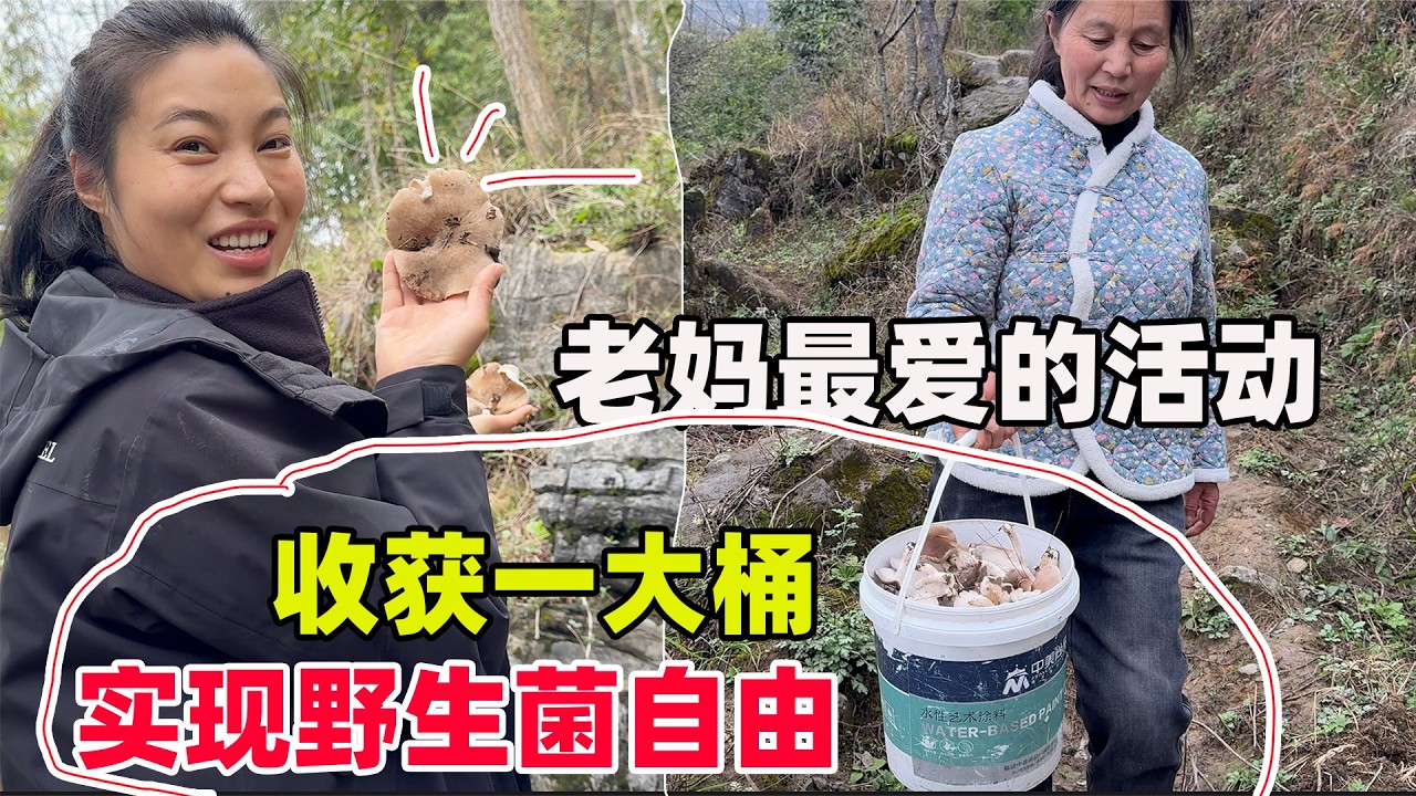 漫山遍野的蘑菇根本捡不完，半小时收获一大桶，给老妈开心坏了，简直比捡钱还过瘾