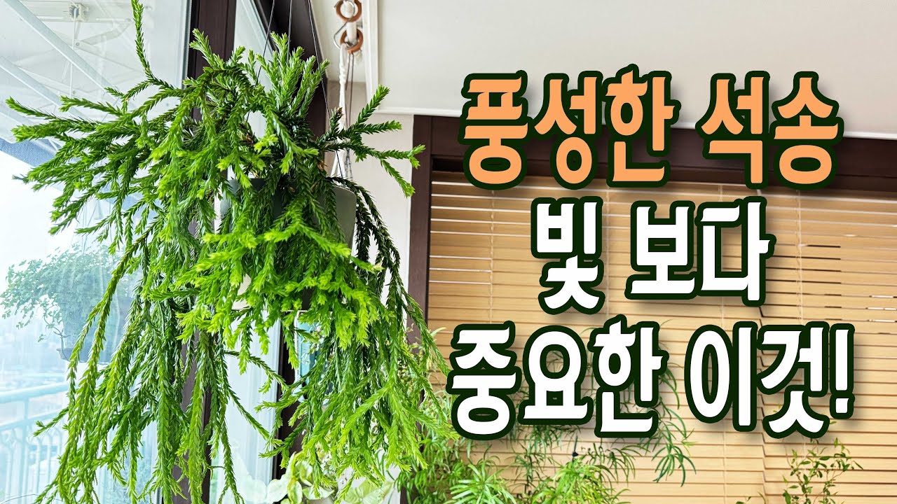플랜테리어 끝판왕 석송 풍성하게 키우기 / 행잉 플랜트 관리하는 방법 ( 분갈이, 흙 배합, 물 주기, 영양제 주기)