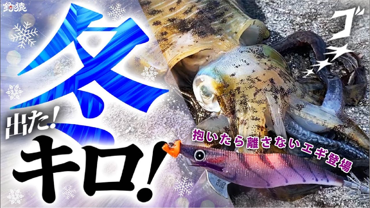 【エギング】出た！冬キロ！話題の『抱いたら離さないエギ』が冬イカに直撃！堤防アオリイカ釣行スクイッドジャンキーハグハグ
